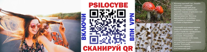 Купить  Вичуга  Псилоцибиновые грибы Psilocybine cubensis 